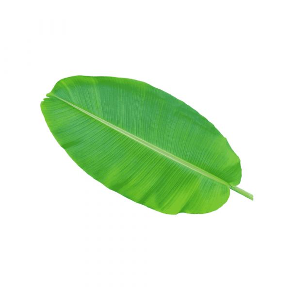 Fresh Banana leaves 1 Pc.