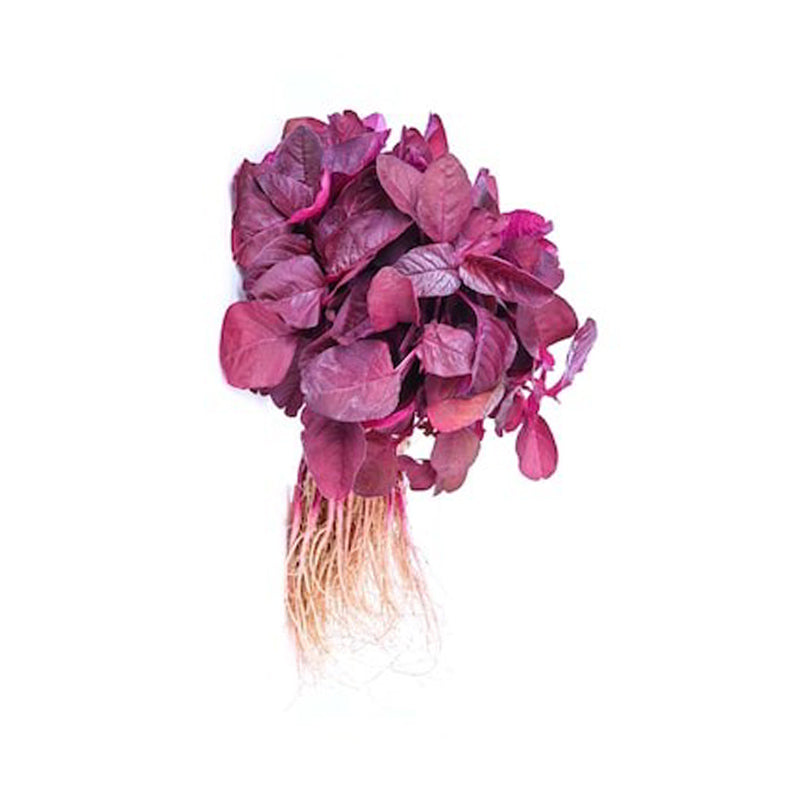 Fresh Indian red spinach ( Lal Saag)